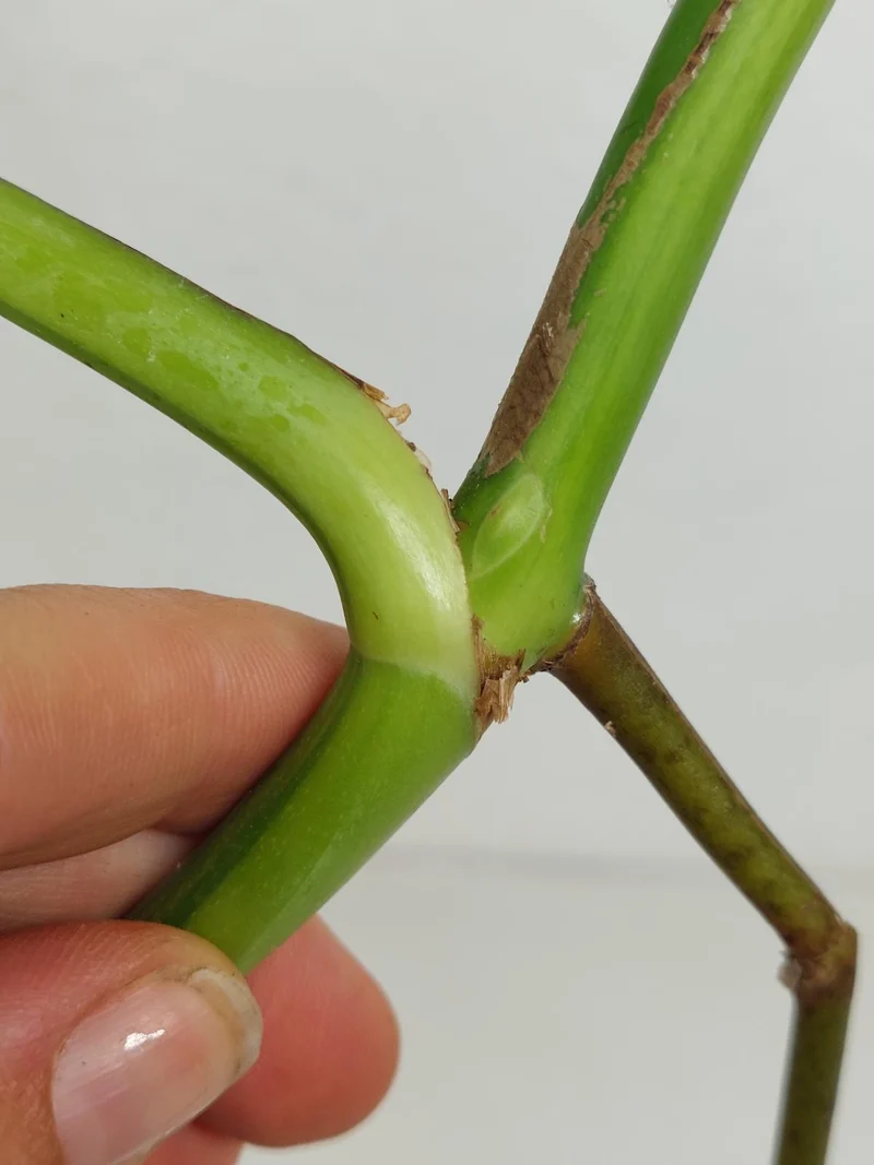 Monstera Aurea Stecklinge