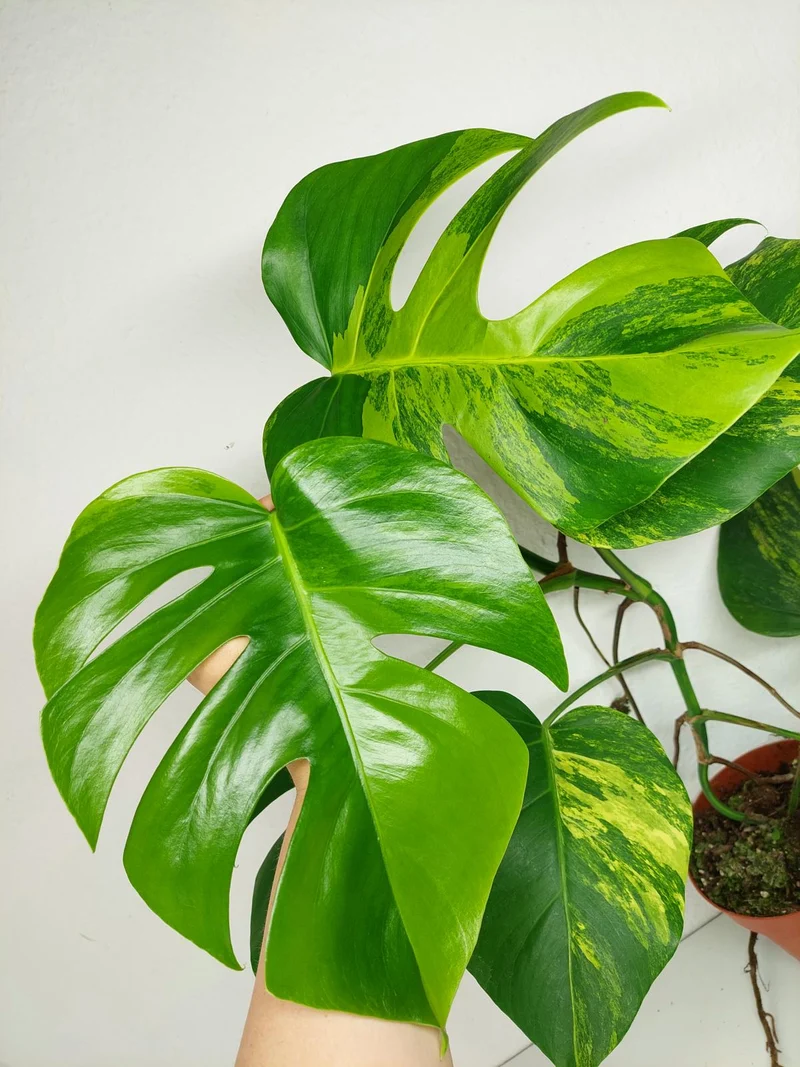 Monstera Aurea Stecklinge