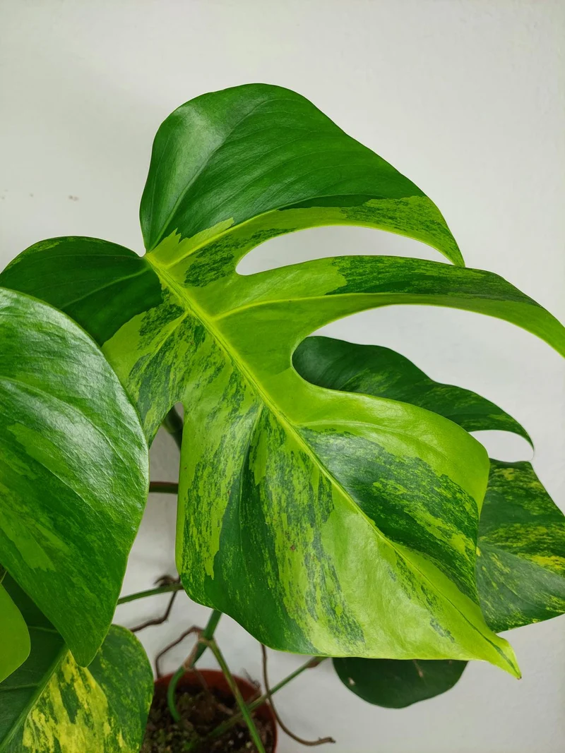 Monstera Aurea Stecklinge
