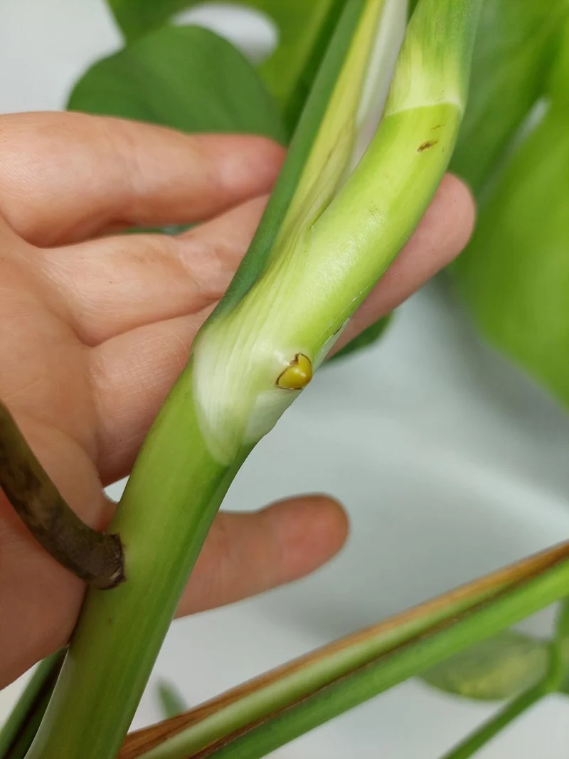 Monstera Aurea Stecklinge