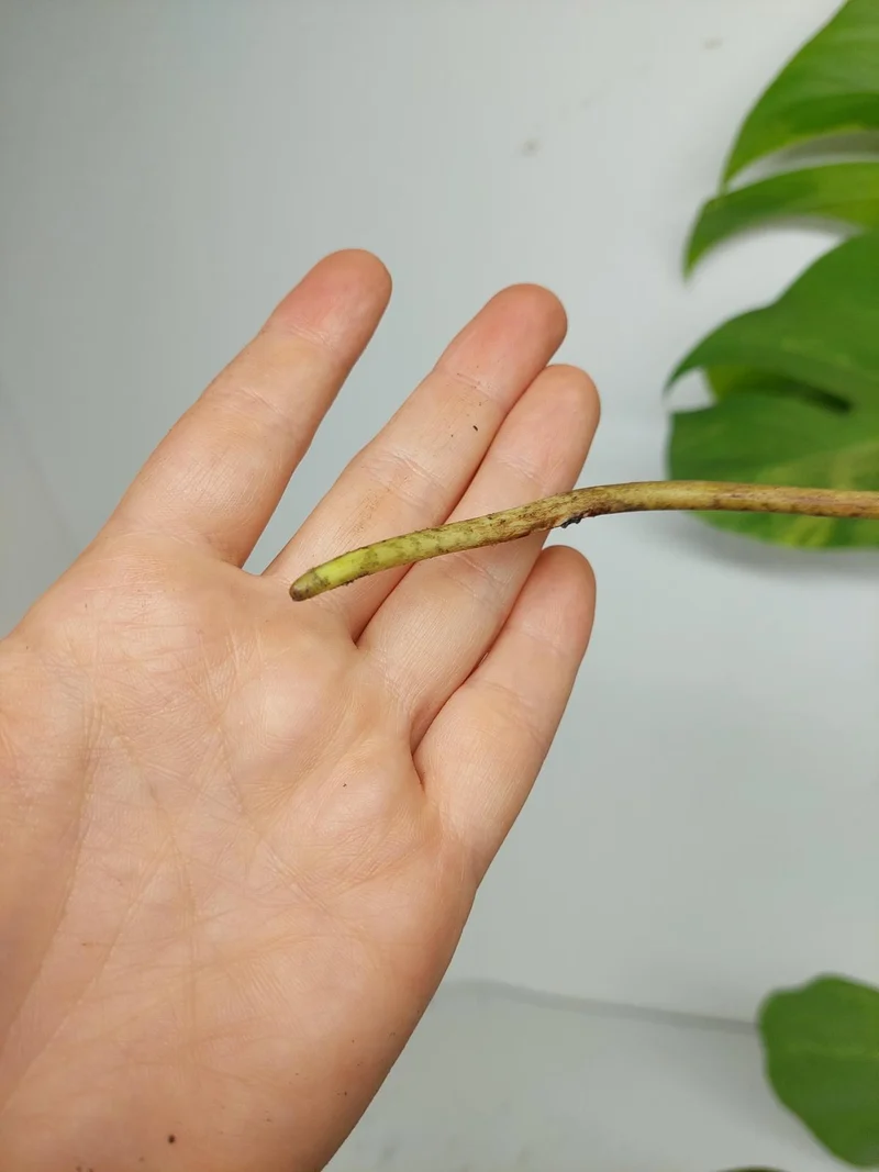 Monstera Aurea Stecklinge