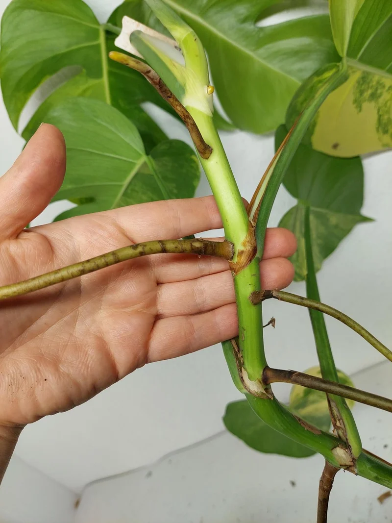 Monstera Aurea Stecklinge