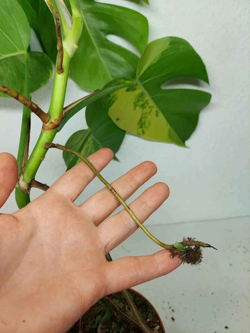 Monstera Aurea Stecklinge