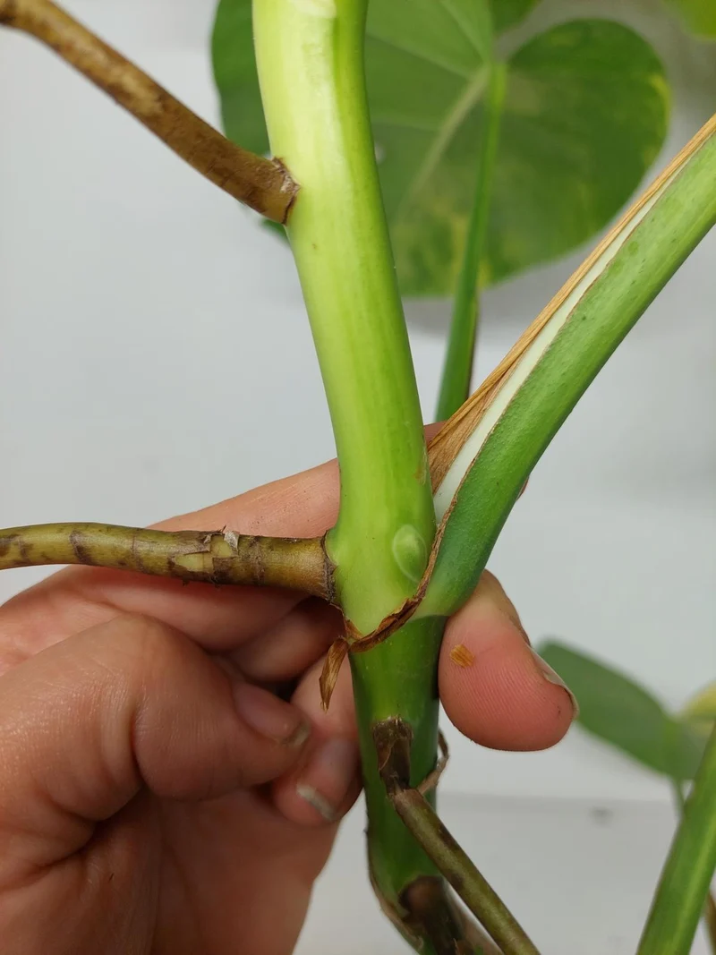 Monstera Aurea Stecklinge
