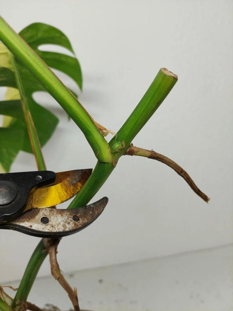 Monstera Aurea Stecklinge
