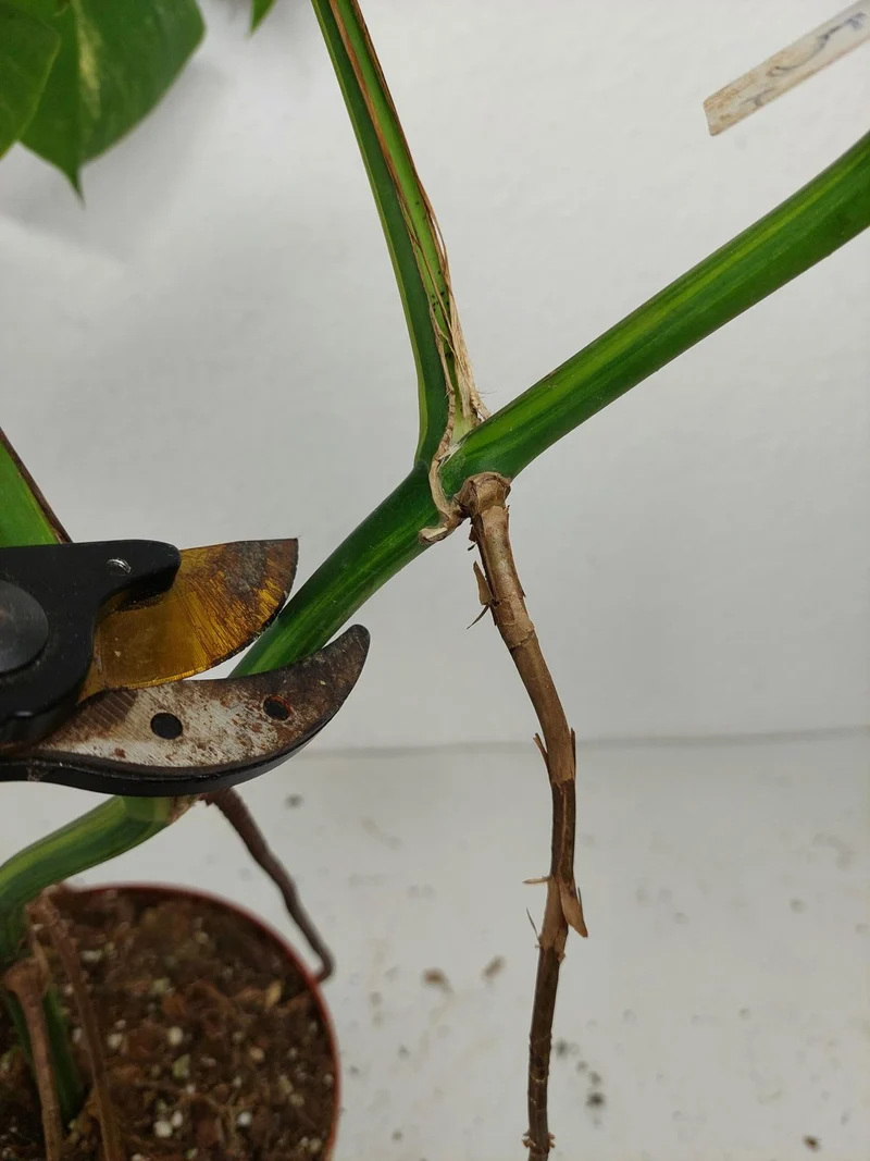 Monstera Aurea Stecklinge