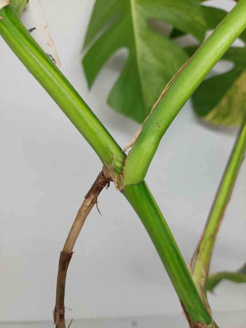 Monstera Aurea Stecklinge