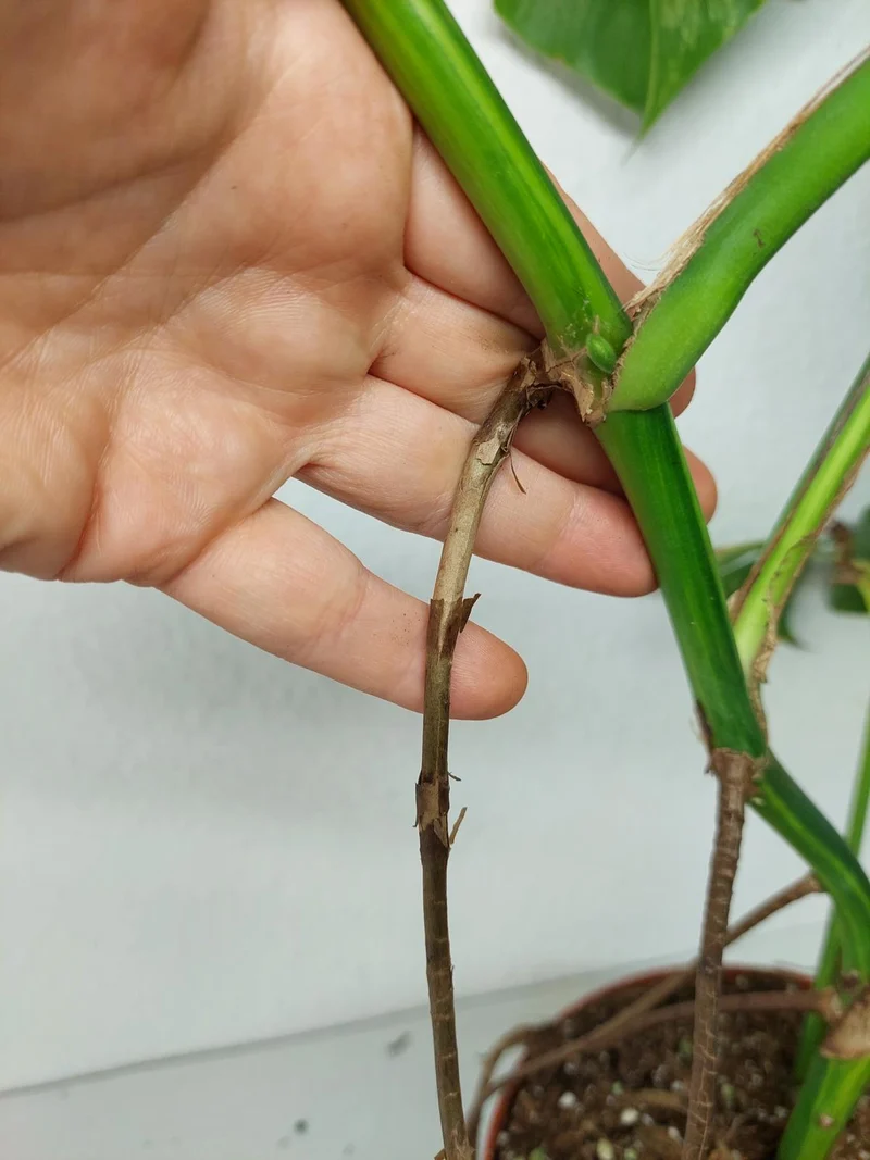 Monstera Aurea Stecklinge