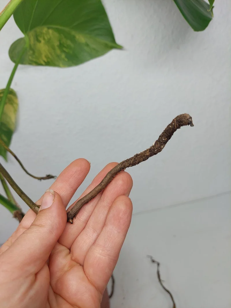 Monstera Aurea Stecklinge