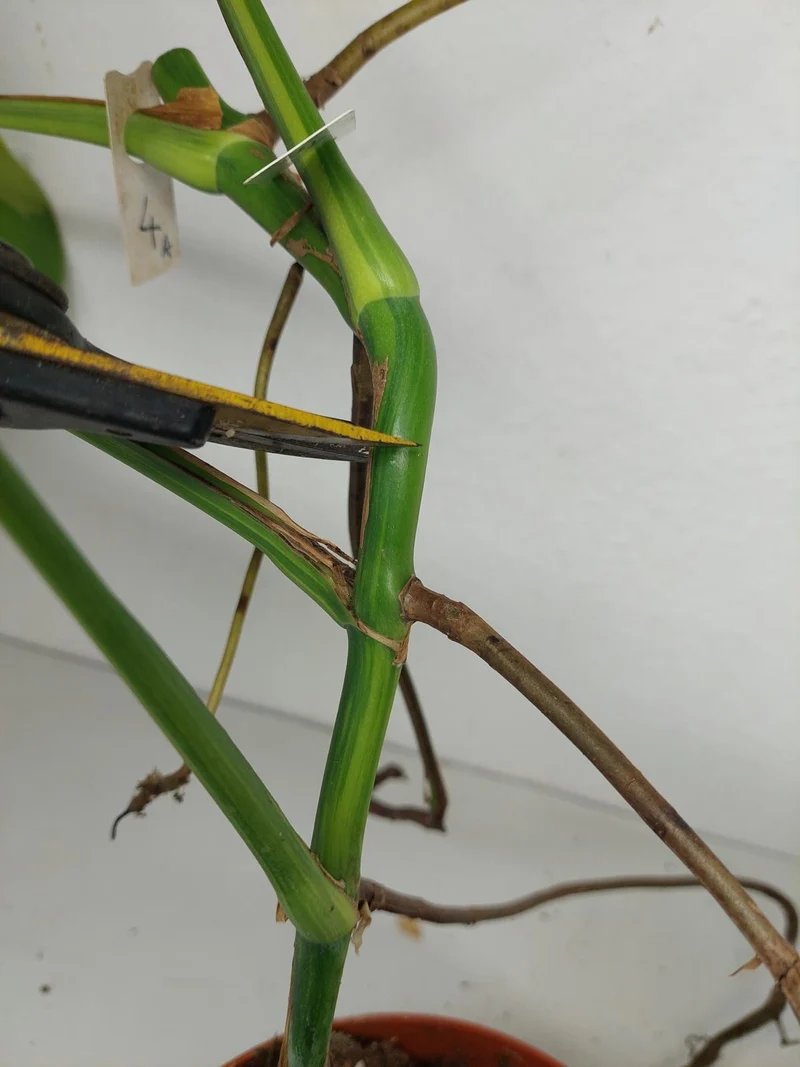 Monstera Aurea Stecklinge