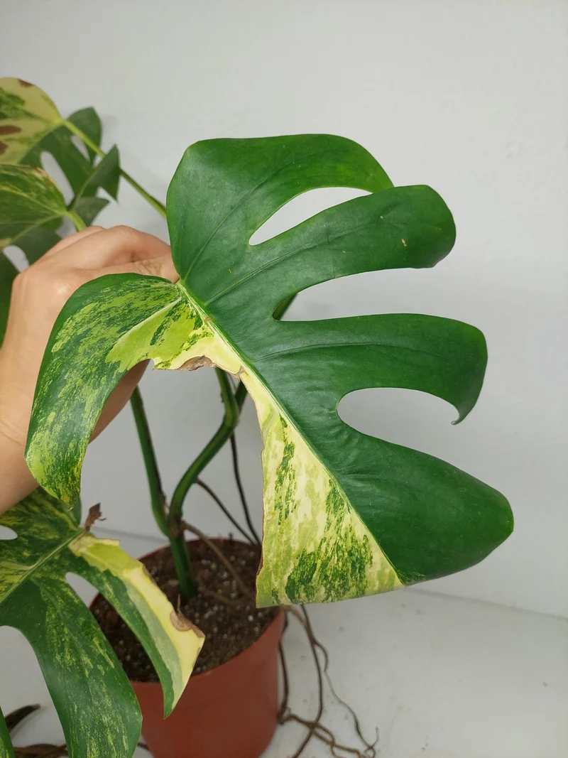 Monstera Aurea Stecklinge