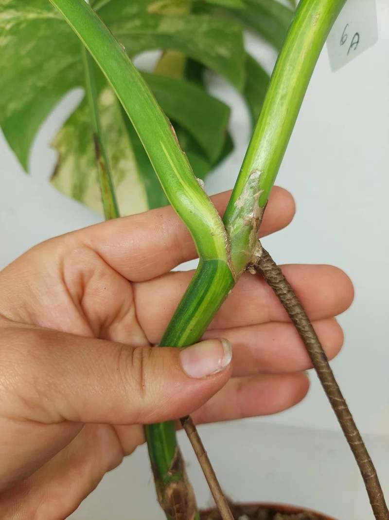Monstera Aurea Stecklinge