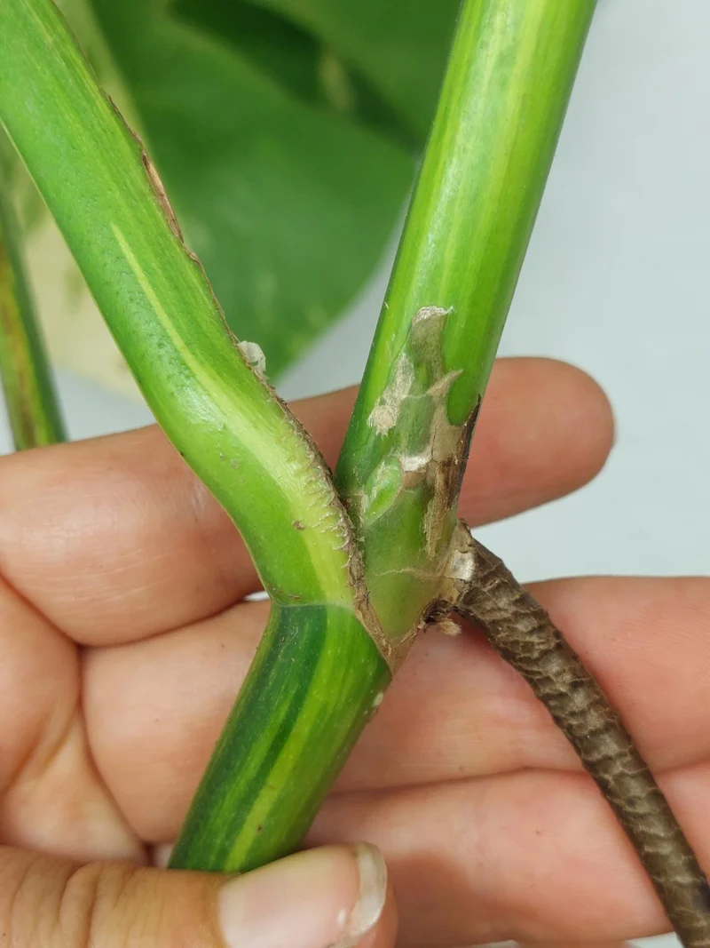 Monstera Aurea Stecklinge