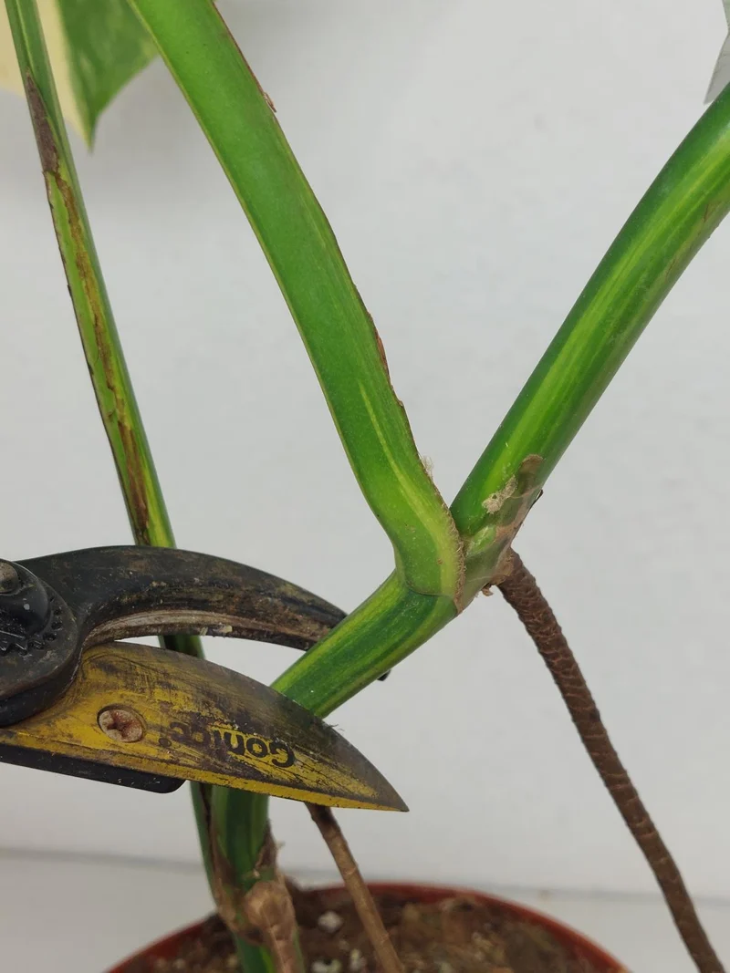 Monstera Aurea Stecklinge