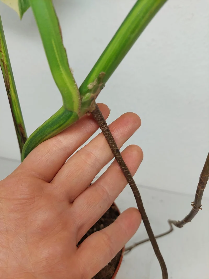 Monstera Aurea Stecklinge