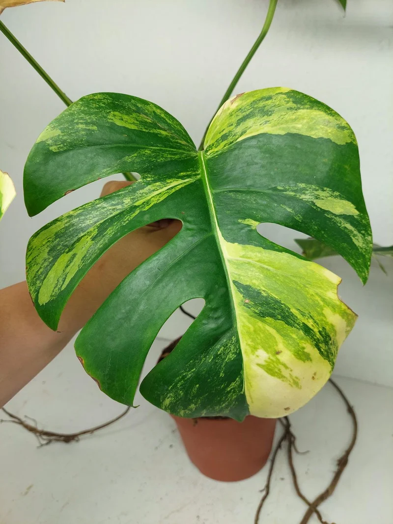 Monstera Aurea Stecklinge
