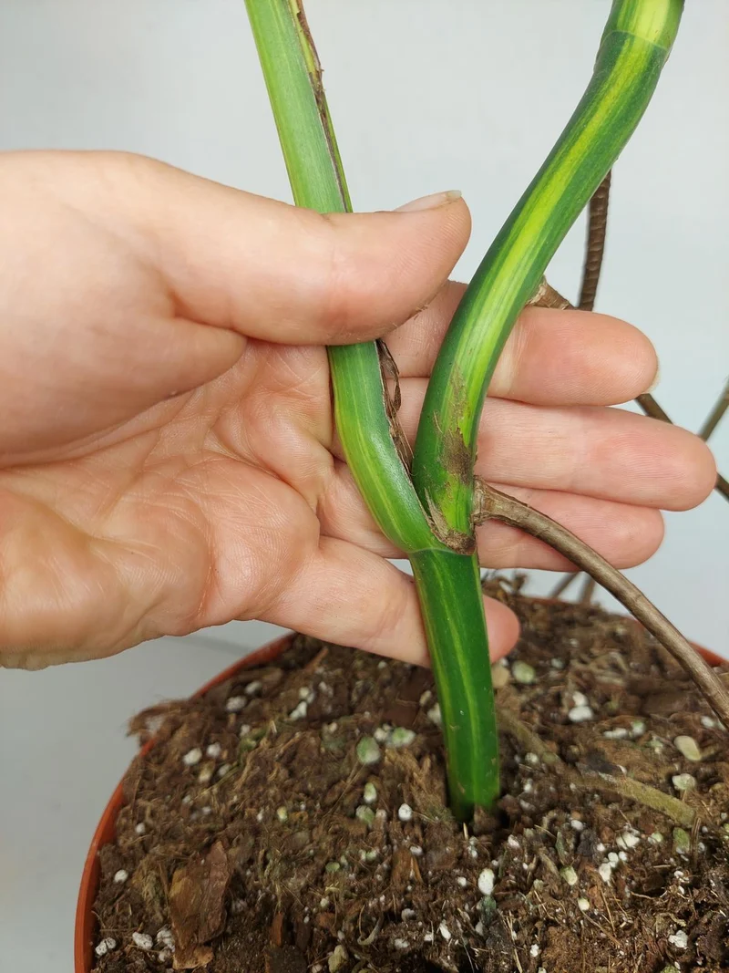 Monstera Aurea Stecklinge