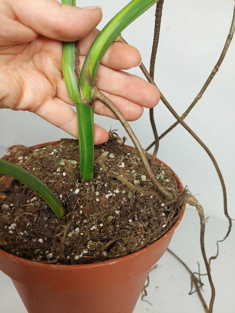 Monstera Aurea Stecklinge