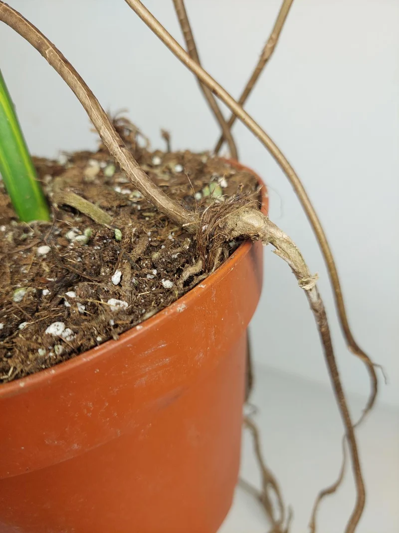 Monstera Aurea Stecklinge