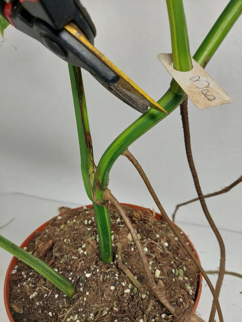 Monstera Aurea Stecklinge