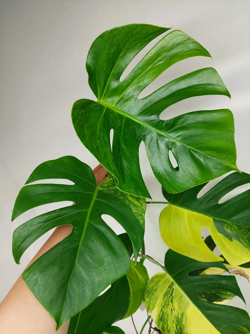 Monstera Aurea Stecklinge