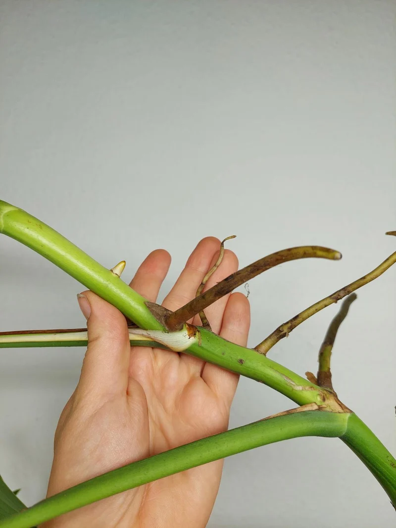 Monstera Aurea Stecklinge