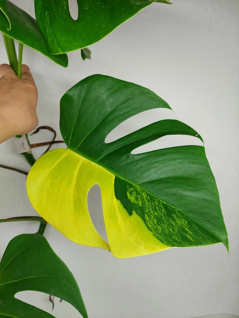 Monstera Aurea Stecklinge