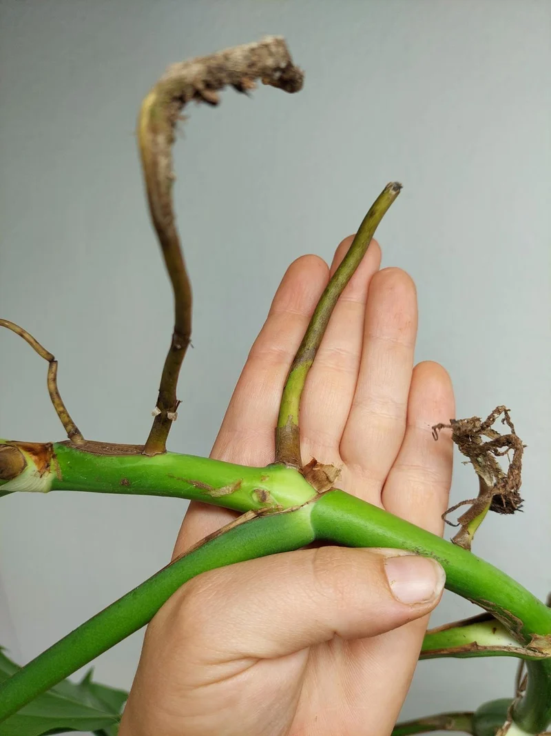 Monstera Aurea Stecklinge