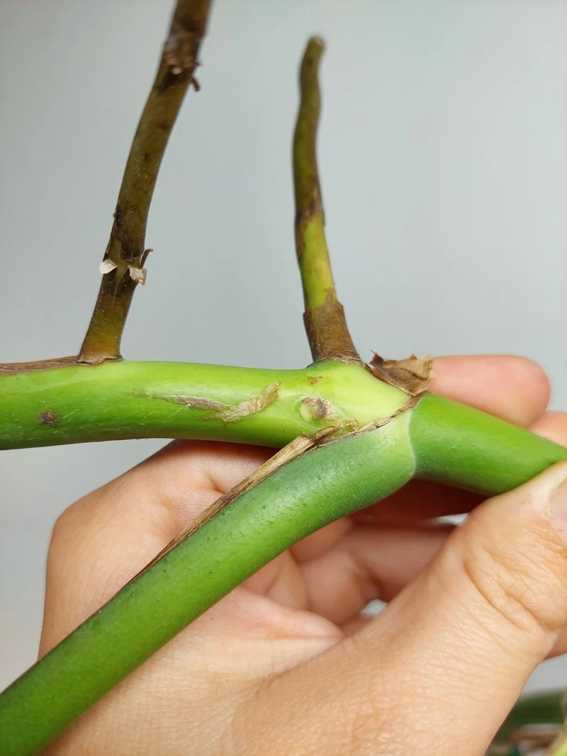 Monstera Aurea Stecklinge