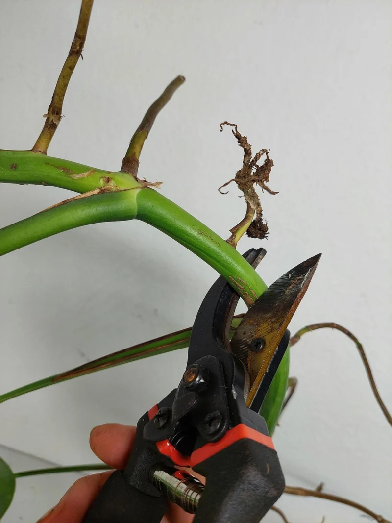 Monstera Aurea Stecklinge
