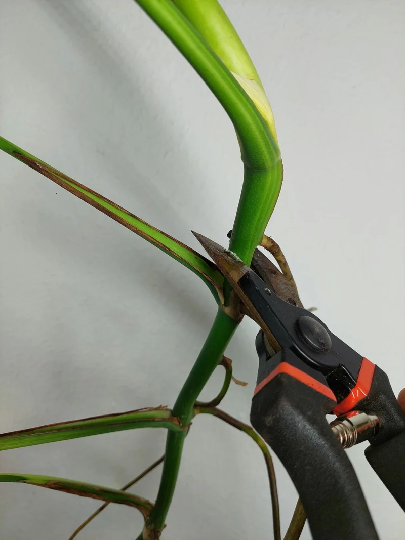 Monstera Aurea Stecklinge