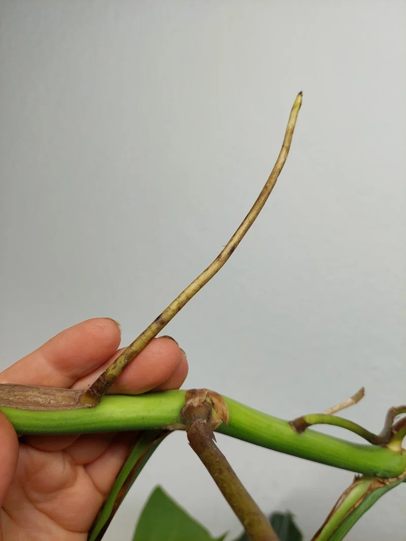 Monstera Aurea Stecklinge