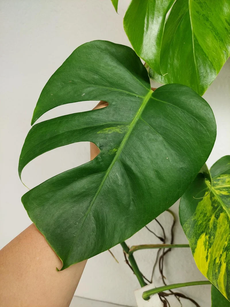 Monstera Aurea Stecklinge