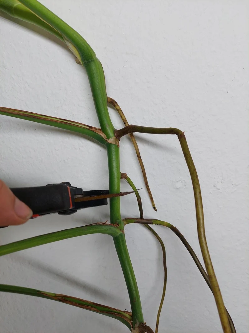Monstera Aurea Stecklinge