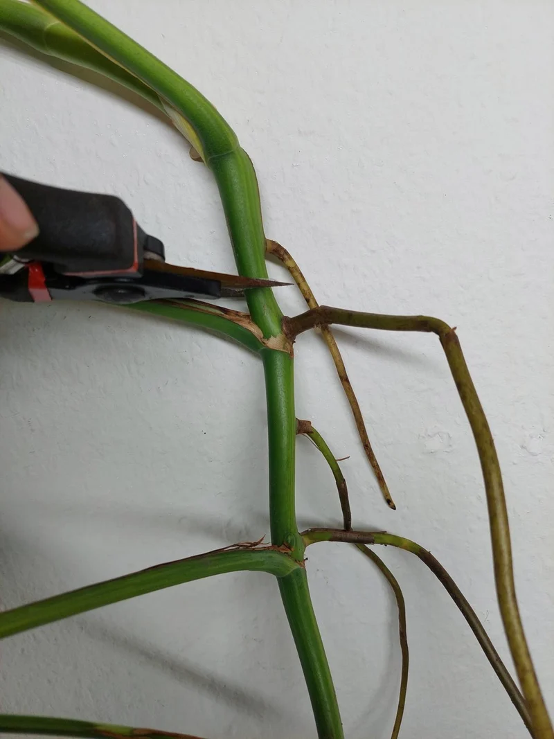 Monstera Aurea Stecklinge