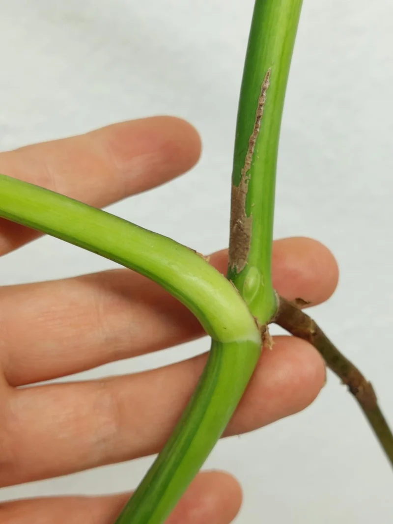 Monstera Aurea Stecklinge