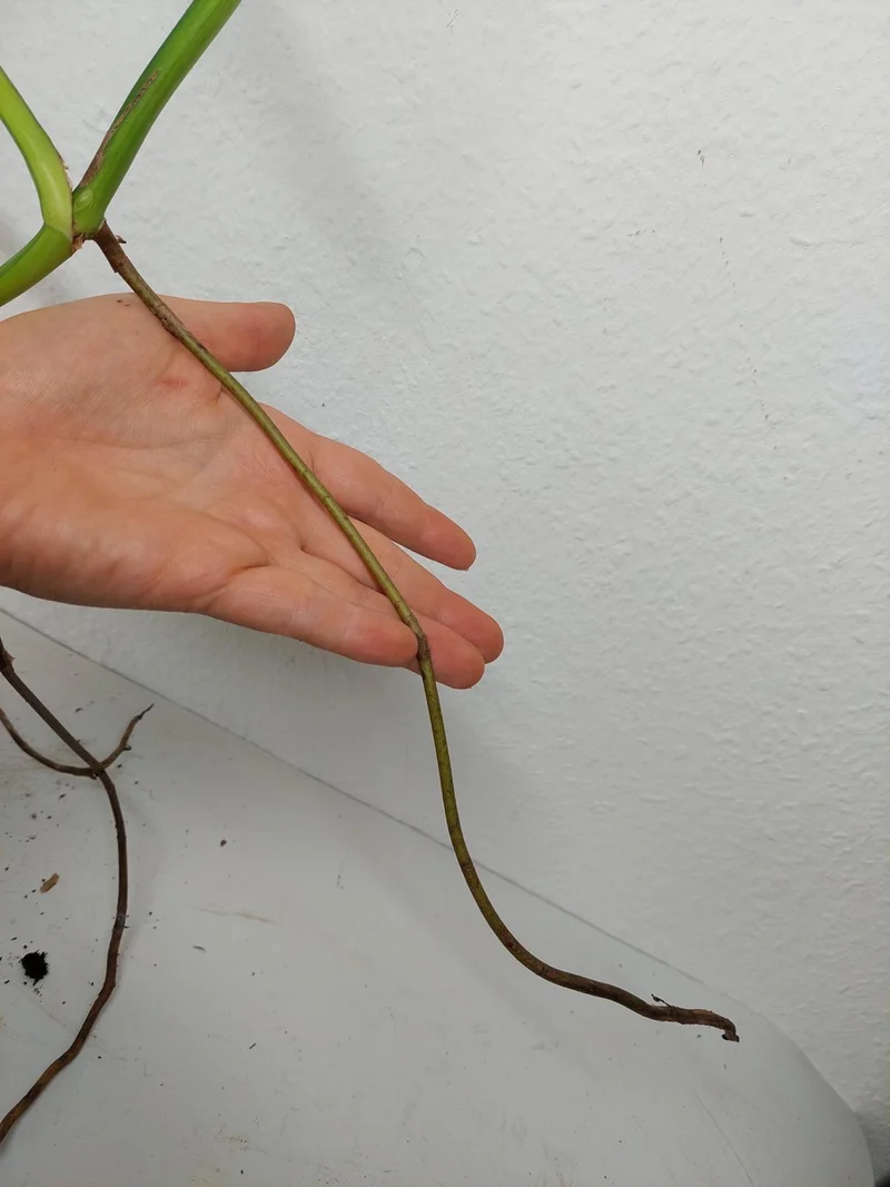 Monstera Aurea Stecklinge