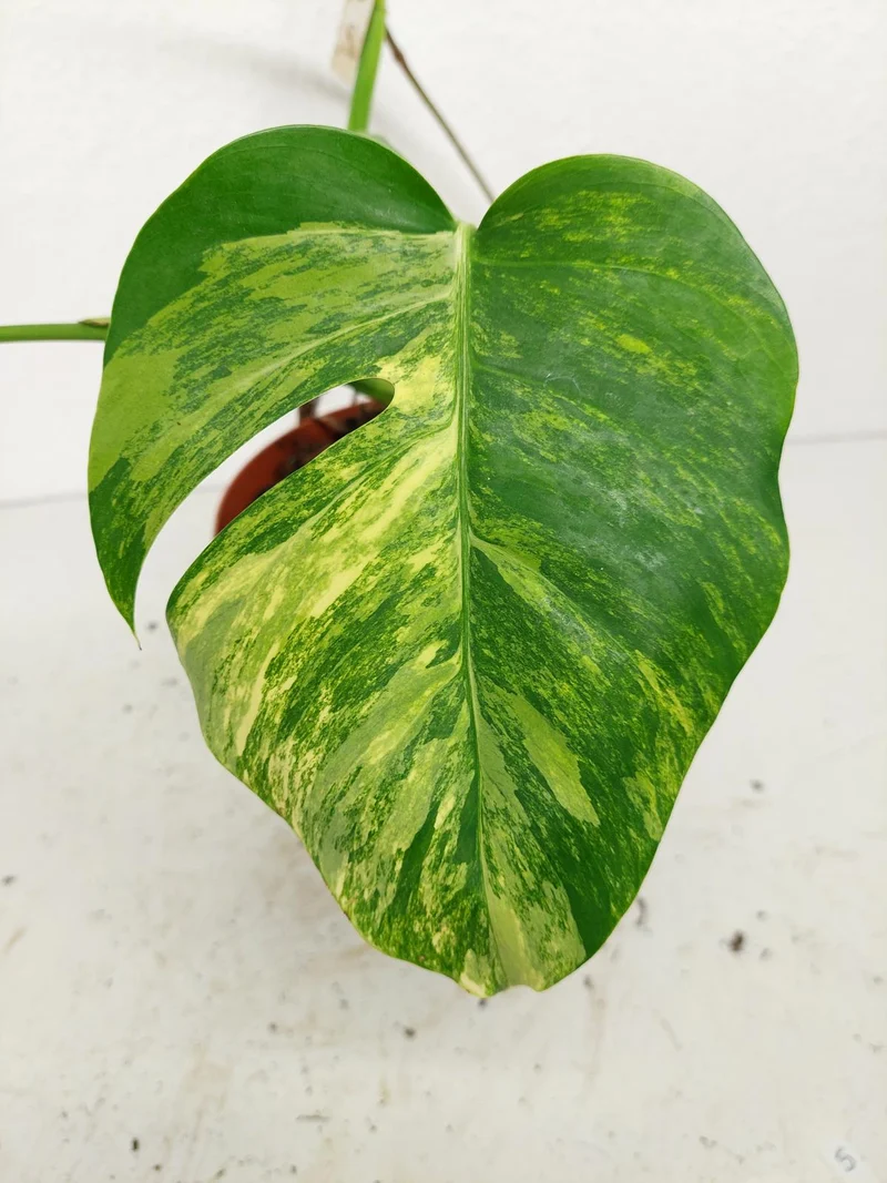 Monstera Aurea Stecklinge