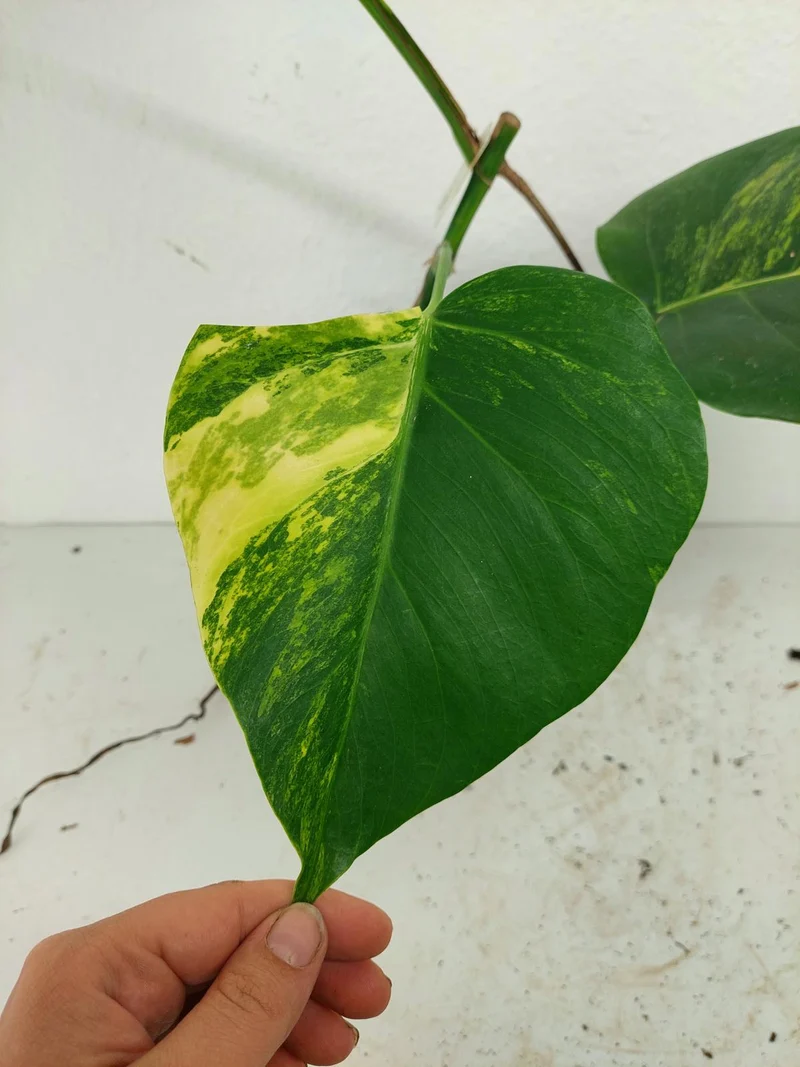 Monstera Aurea Stecklinge