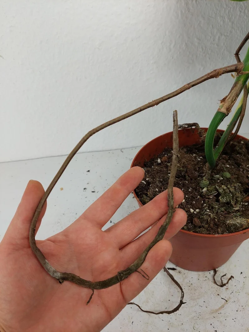 Monstera Aurea Stecklinge
