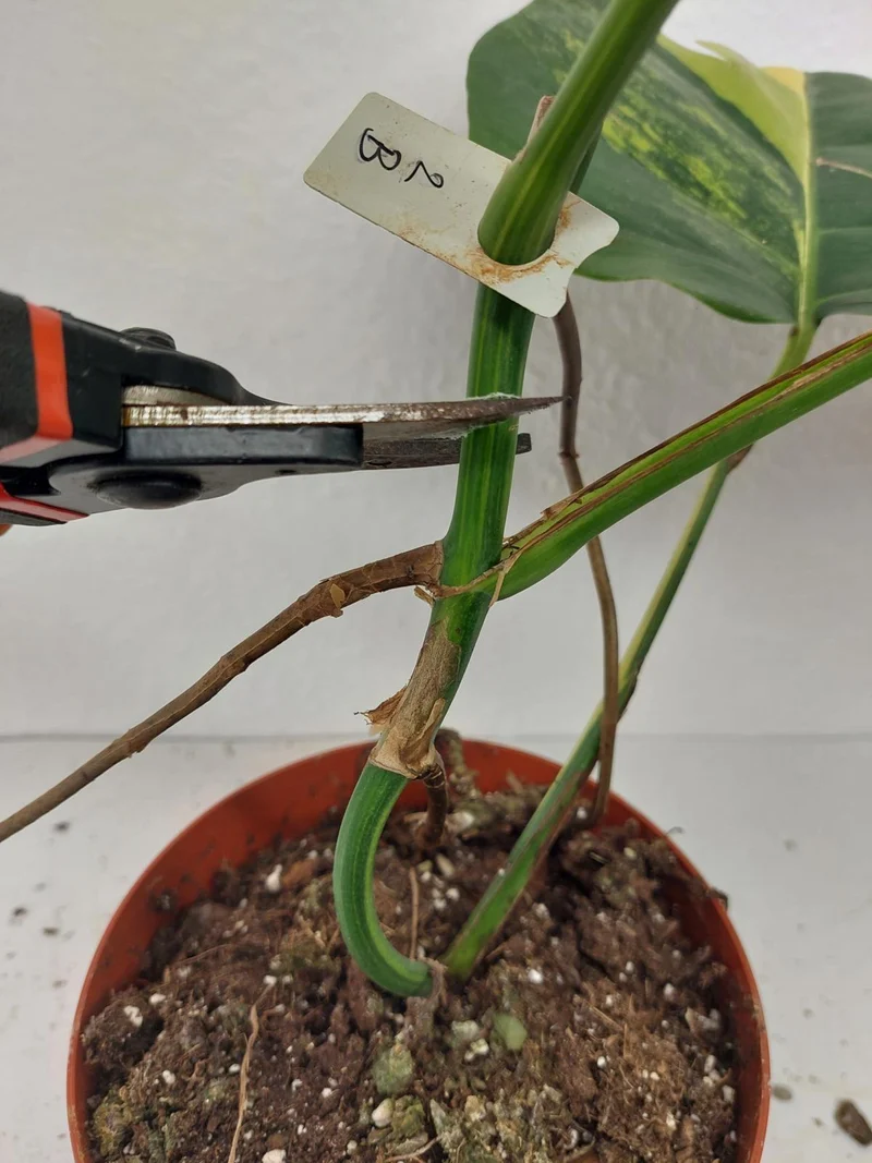 Monstera Aurea Stecklinge