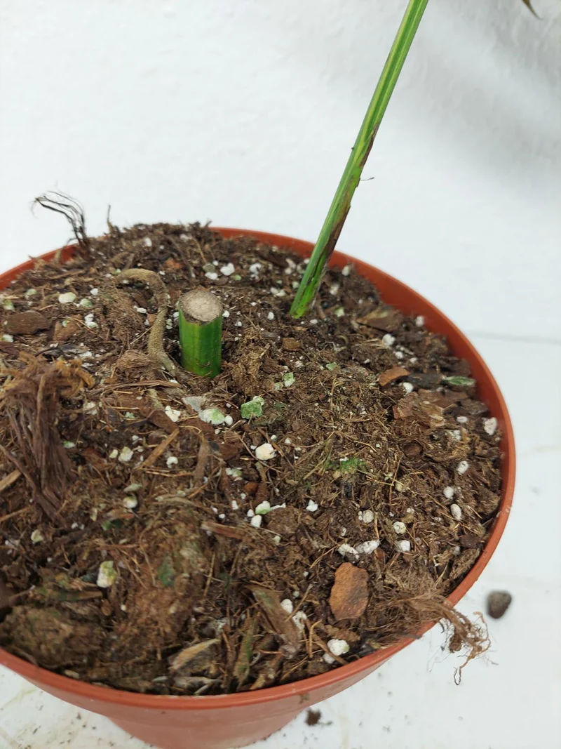 Monstera Aurea Stecklinge