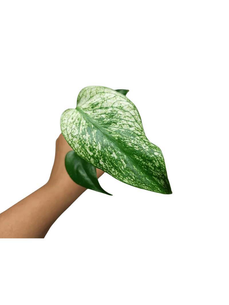 Monstera Devil Monster