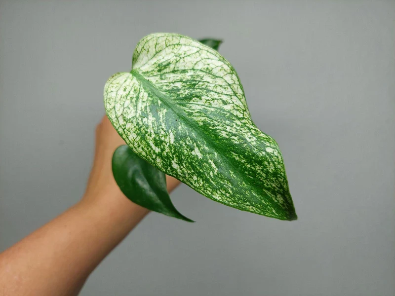 Monstera Devil Monster