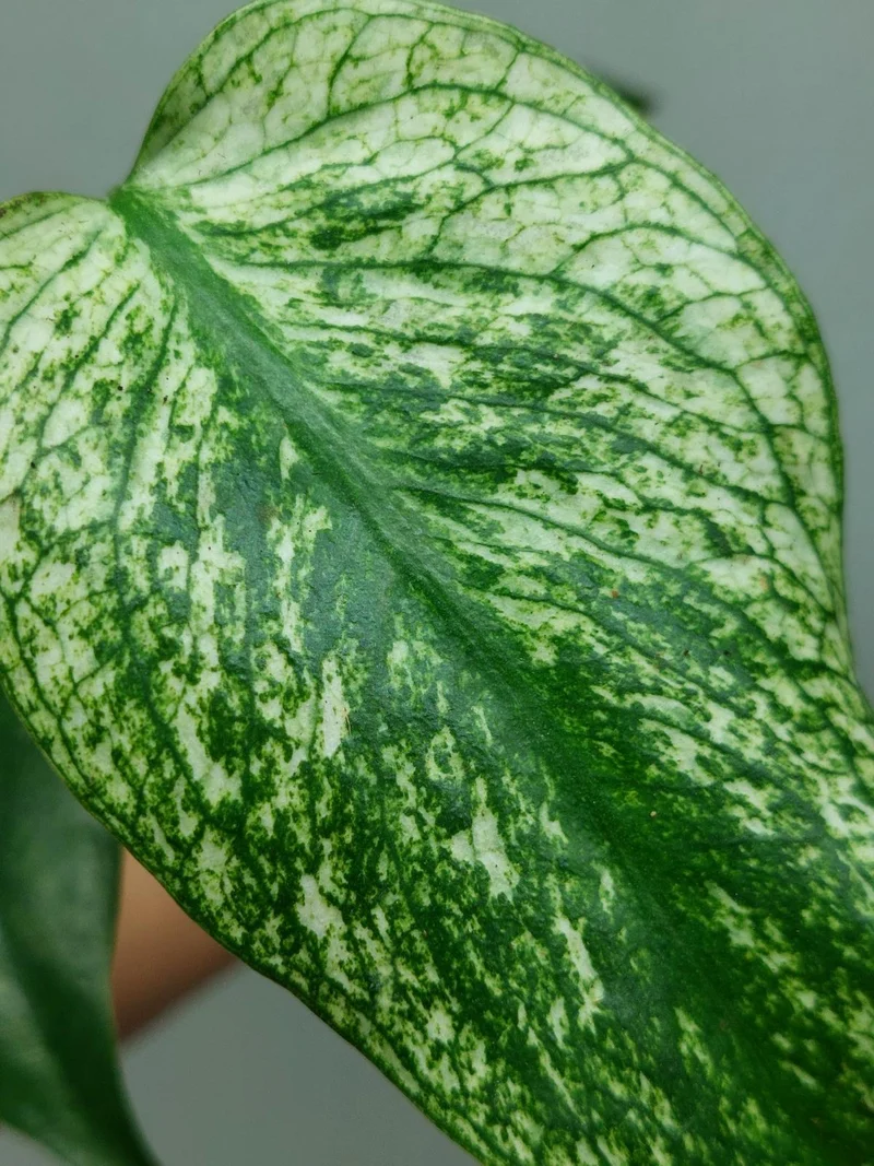Monstera Devil Monster