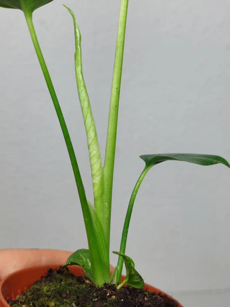 Monstera Devil Monster