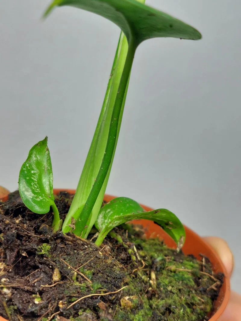 Monstera Devil Monster