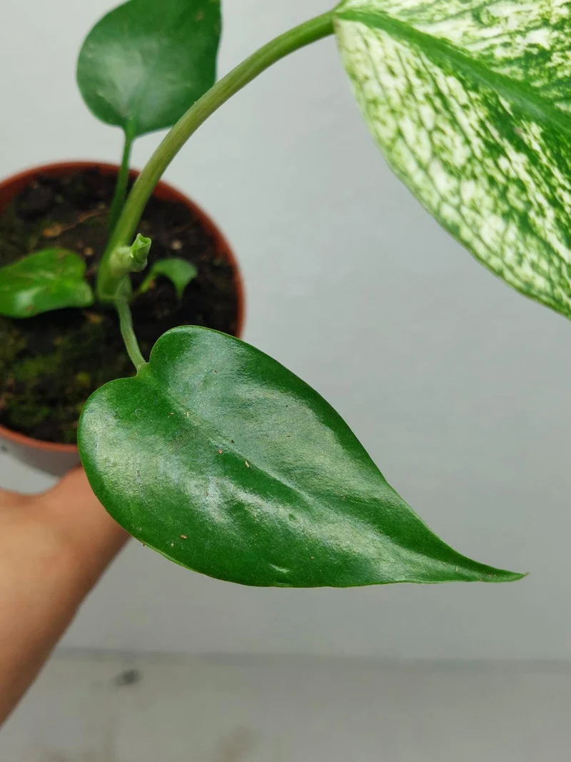 Monstera Devil Monster