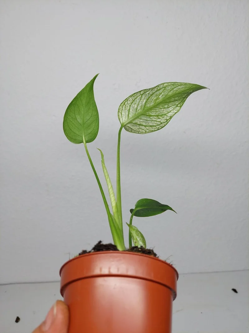Monstera Devil Monster