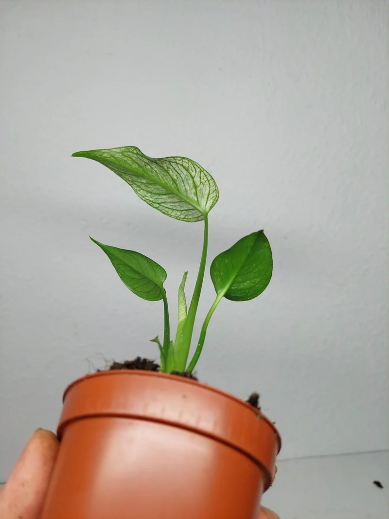 Monstera Devil Monster